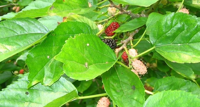 Folhas de amora miúra