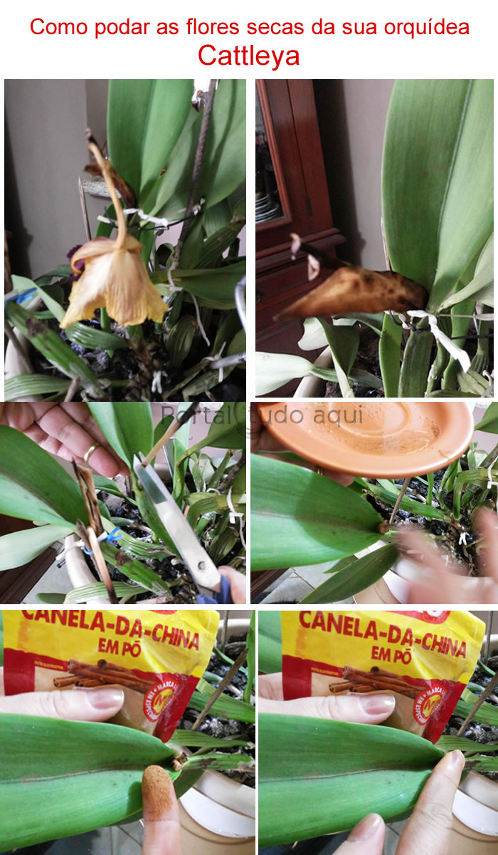 como-podar-as-flores-secas-da-sua-orquidea-cattleya