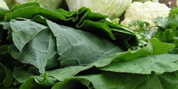 folhas verde escuras