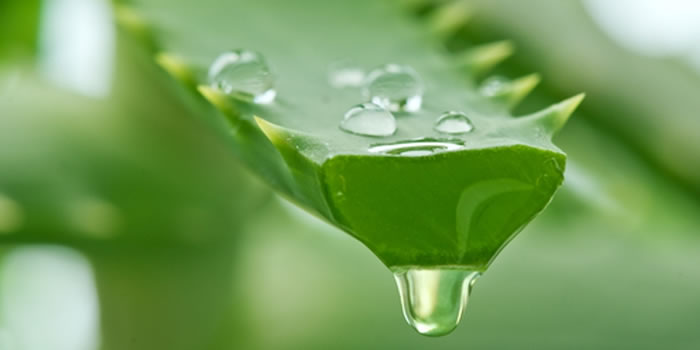 banho-de-brilho-caseiro-como-fazer-com-babosa