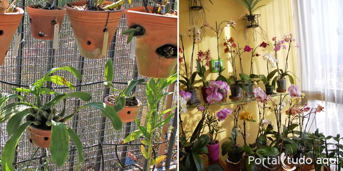 4 dicas para cuidar bem das orquídeas no verão - Portal Tudo Aqui