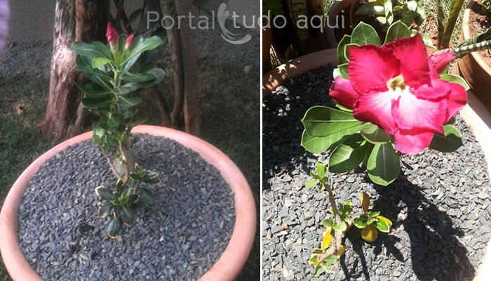 Como plantar rosa do deserto no vaso - Portal Tudo Aqui