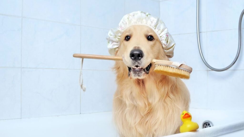 Shampoo caseiro para cachorro: 3 receitas fáceis e econômicas para fazer em casa